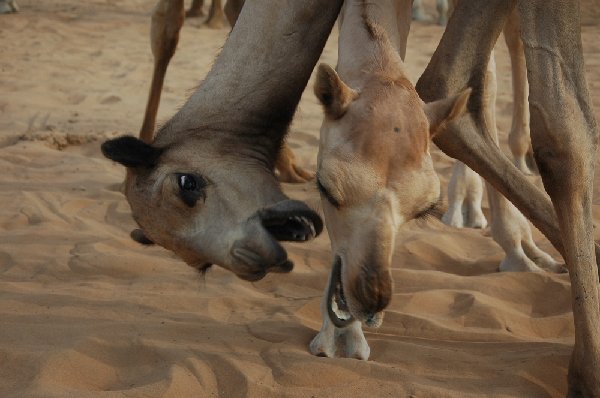 Dromedary