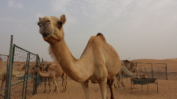 Dromedary
