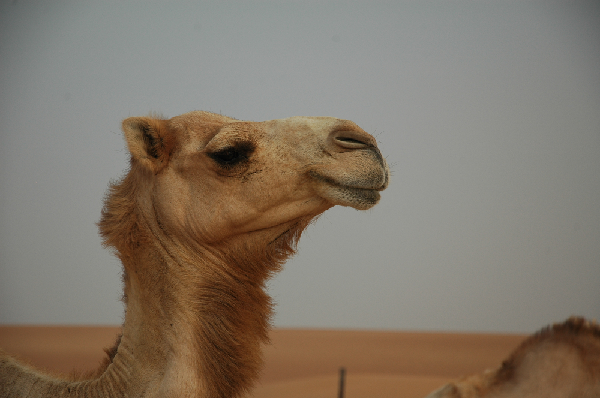 Dromedary