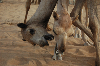 Dromedary