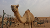 Dromedary