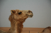 Dromedary